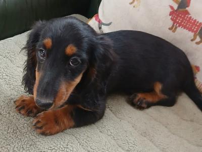 IKC Registered Longhaired miniature Dachshund puppies in Carlow