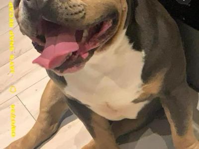 Pocket Bully puppies in Cork