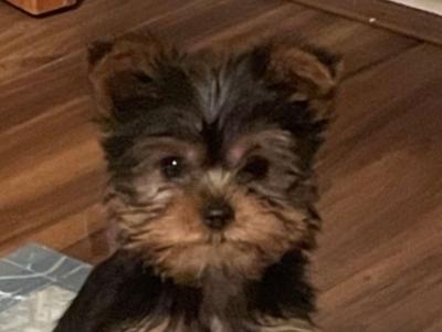 Yorkshire Terrier Miniture puppies IKC Registered(pending) in Dublin