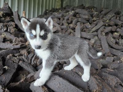 Siberian Husky X puppies in Mayo