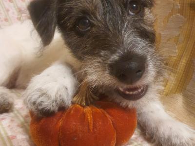 Jack Russell x Bichon Frise puppies in Clare