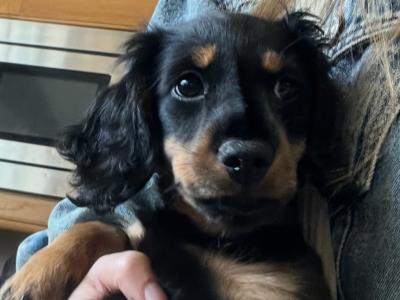 Long-haired miniature Dachshund puppies for sale in Monaghan