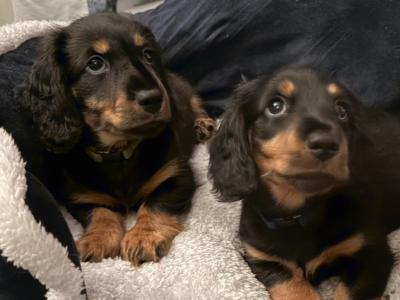 Long-haired miniature Dachshund puppies for sale in Monaghan