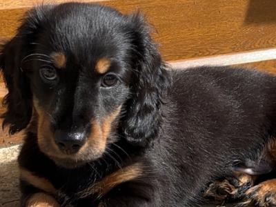 Long-haired miniature Dachshund puppies for sale in Monaghan