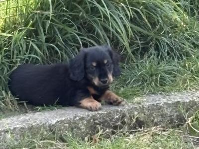 Long-haired miniature Dachshund puppies for sale in Monaghan