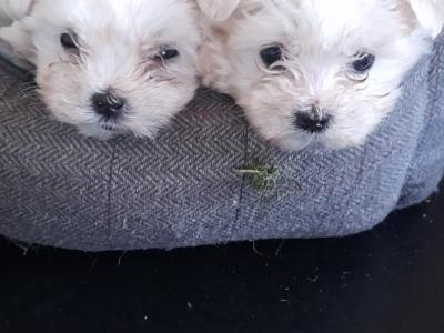 Adorable Maltese x Shih Tzu puppies for sale in Cork