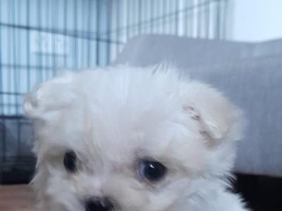 Adorable Maltese x Shih Tzu puppies for sale in Cork