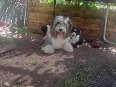 Female Border Collie puppy in Wicklow (on hold until Sat)