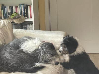 Female Border Collie puppy in Wicklow (on hold until Sat)