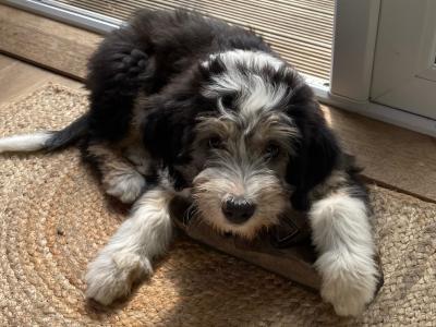 Female Border Collie puppy in Wicklow (on hold until Sat)