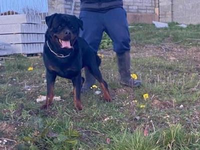 Striking Litter of IKC Registered Rottweiler puppies in Tipperary
