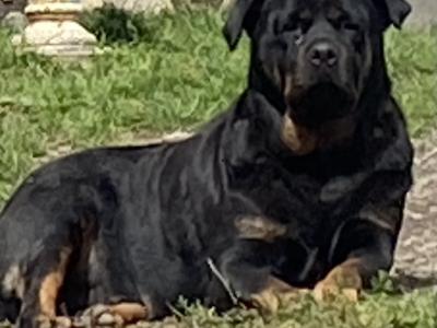 Striking Litter of IKC Registered Rottweiler puppies in Tipperary
