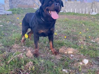 Striking Litter of IKC Registered Rottweiler puppies in Tipperary