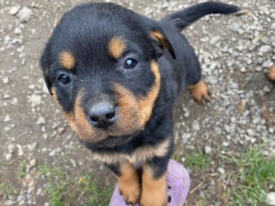Striking Litter of IKC Registered Rottweiler puppies in Tipperary