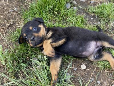 Striking Litter of IKC Registered Rottweiler puppies in Tipperary