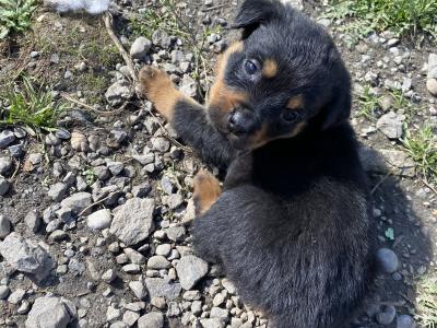 Striking Litter of IKC Registered Rottweiler puppies in Tipperary