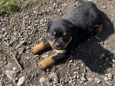 Striking Litter of IKC Registered Rottweiler puppies in Tipperary