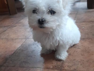 Adorable Maltese x Shih Tzu puppies for sale in Cork
