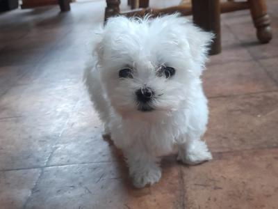 Adorable Maltese x Shih Tzu puppies for sale in Cork