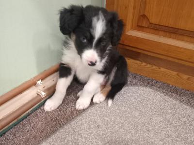 Border Collie puppies in Tipperary