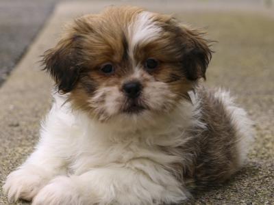 Adorable Black & White Male Shih - Tzu  puppy