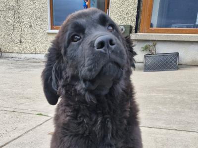 Female IKC Registered Newfoundland puppy in Carlow