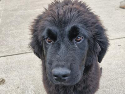 Female IKC Registered Newfoundland puppy in Carlow