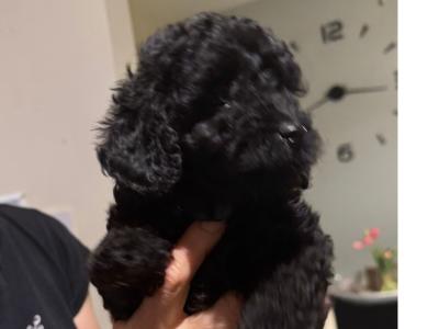 Cockapoo puppies in Leitrim