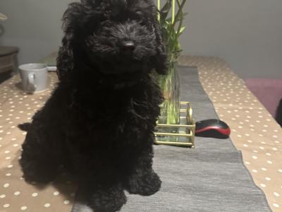 Cockapoo puppies in Leitrim