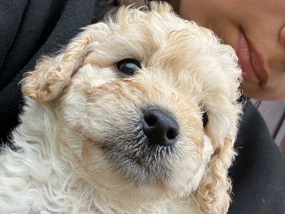 Cockapoo puppies in Leitrim