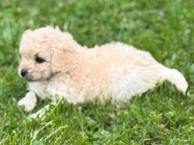 Cockapoo puppies in Leitrim