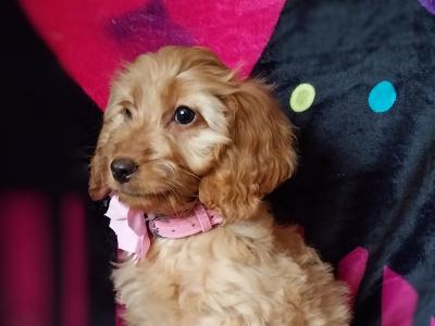 Adorable Cockapoo puppies in Kilkenny