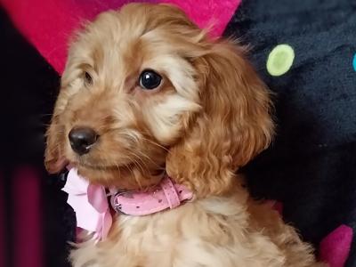 Adorable Cockapoo puppies in Kilkenny