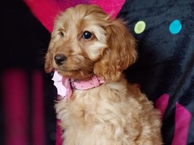 Adorable Cockapoo puppies in Kilkenny