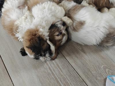 Shichon puppies