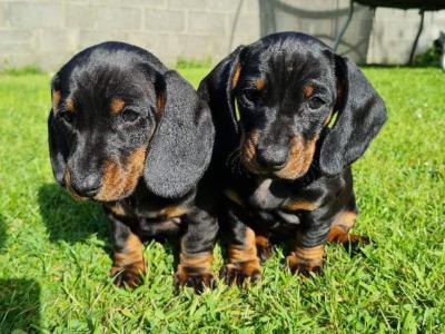 Purebred Dachshund puppies 1 male & 1 female in Meath