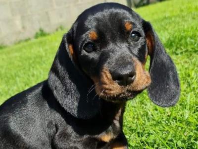 Purebred Dachshund puppies 1 male & 1 female in Meath