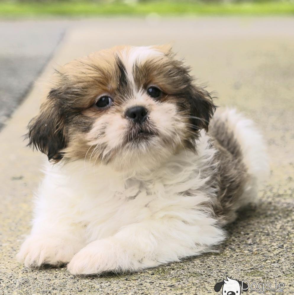 Puppy Large Shih Tzu Breed Shih-Poo Dog Breed Health And Care PetMD