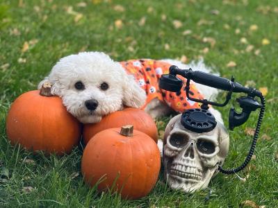 Bichon frise