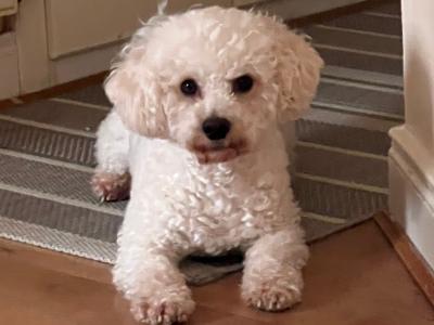 Bichon Frise stud
