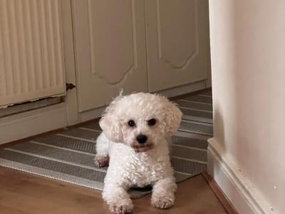 Bichon frise