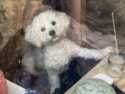 Bichon frise