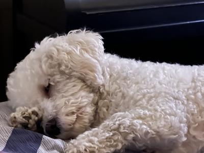 Bichon frise