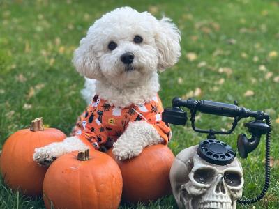 Bichon Frise stud