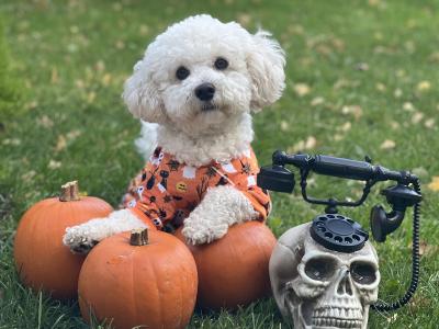 Bichon frise