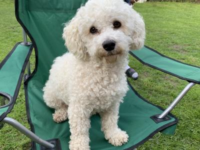 Bichon frise