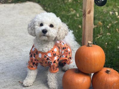Bichon frise