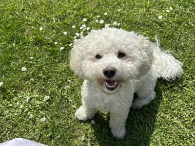 Bichon frise
