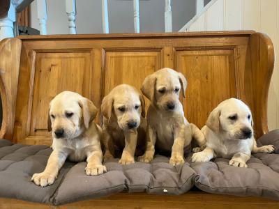 Labrador puppies in Cork