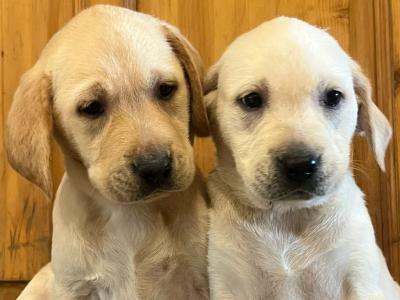 Labrador puppies in Cork